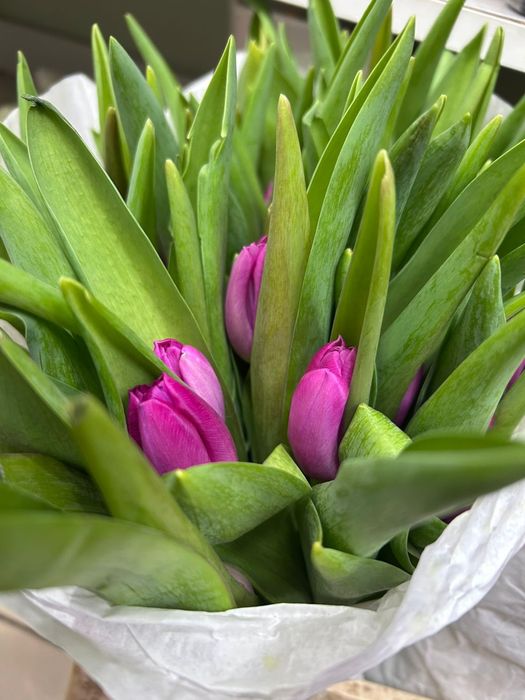 Тюльпаны Голландия