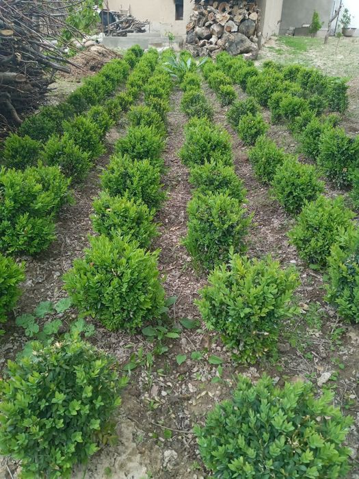 Шамшод кучатлари 4 йиллик .35000