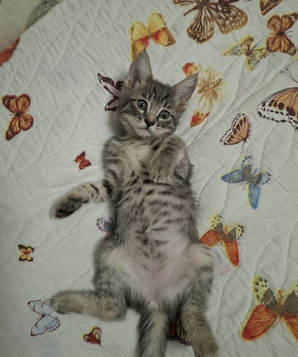 Котёнок хорошие руки
