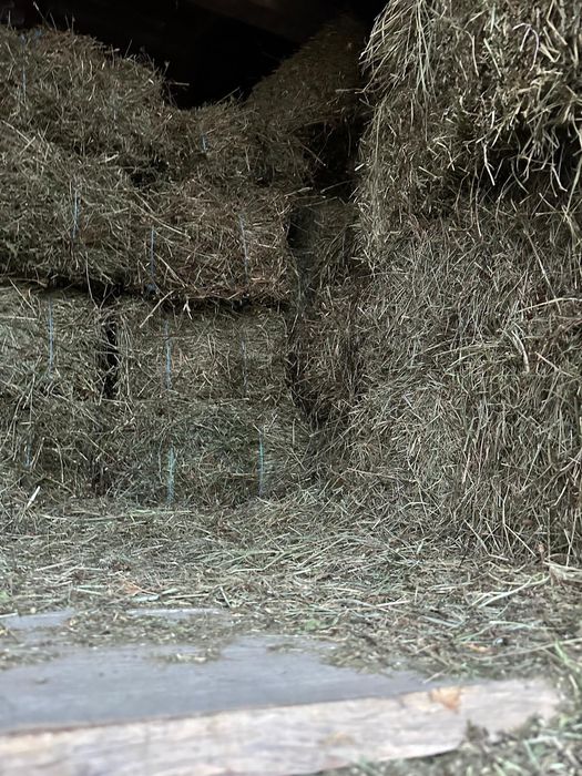 Baloti de otava vanzare