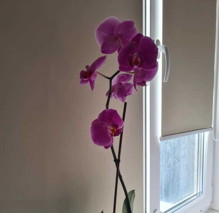 Жалюзи Ролл-Шторы