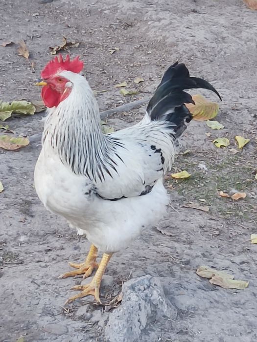 Серебристий адлер