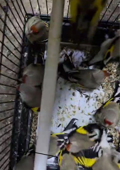 Шеглы на продажу