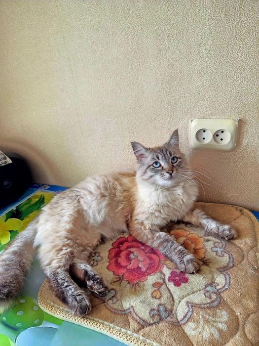 Отдам милых котеек