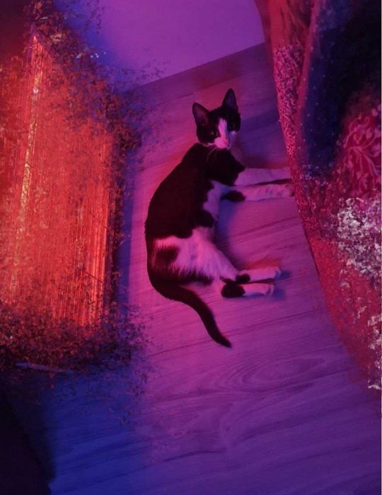 Давам черно-бяло котенце в добри ръце.