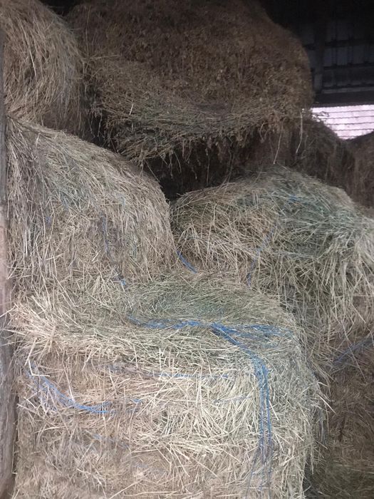 Vând baloți lucernă