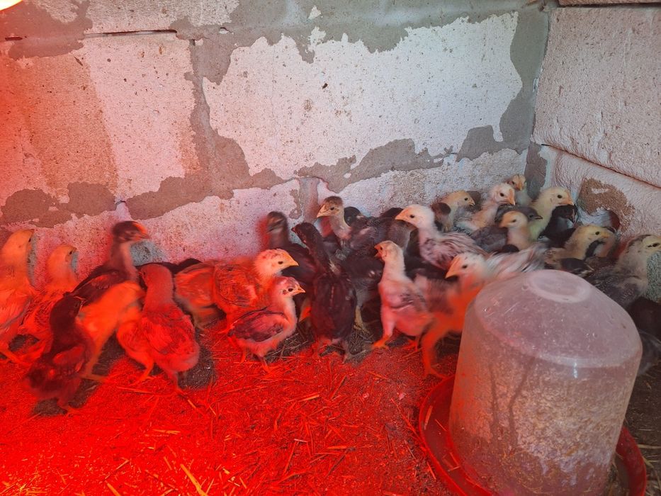 De vânzare pui de tara