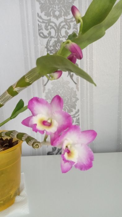 Орхидея Дендробиум Нобиле