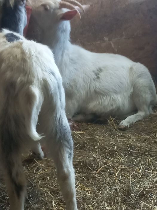 Ieduțe saanen și metis saanen din aprilie 2024, din mame cu mult lapte