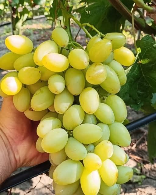 Preobrajenie viță de vie