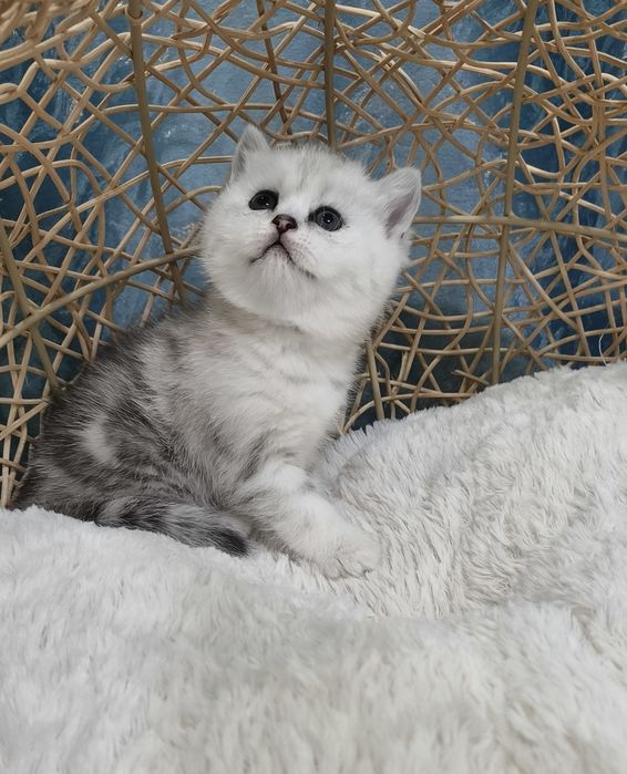 Продаётся девочка шотландская скоттиш-страйт окрас мрамор на серебре