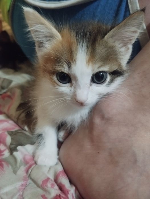 Отдам котят  в хорошим руки