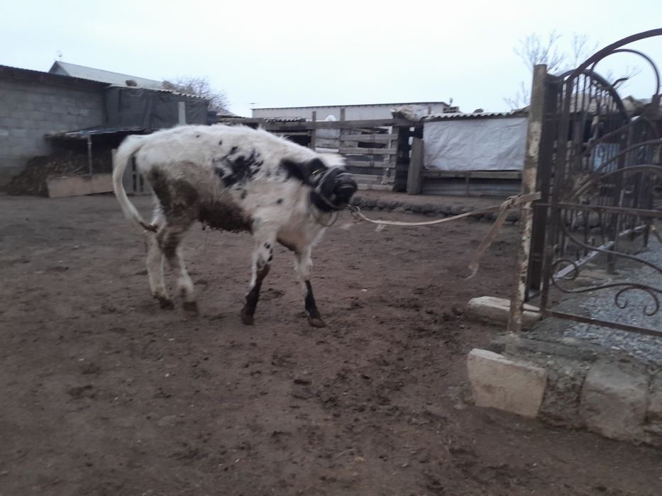 Еки кашарлар сатылады