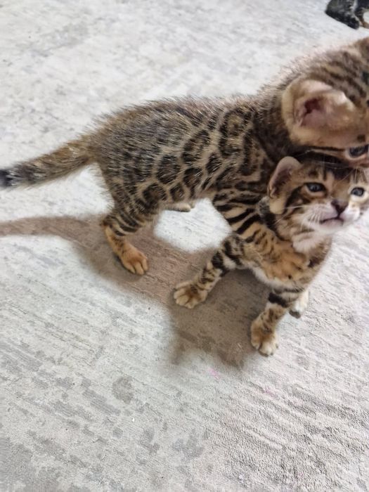 Продам котят Бенгалы