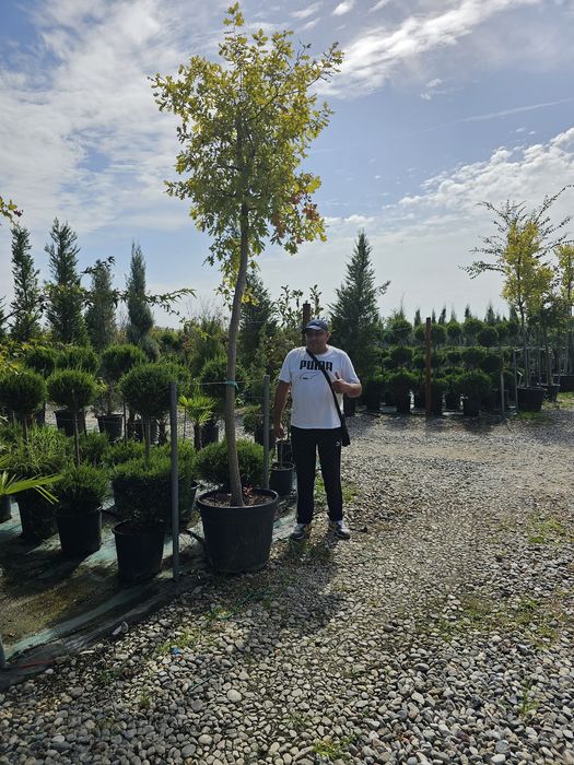 Catalpa globulara  artar