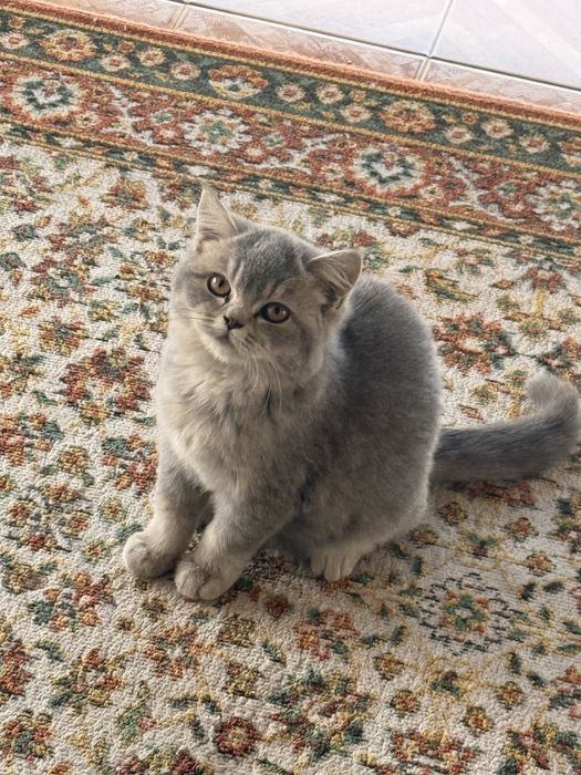 Продаются кошечки