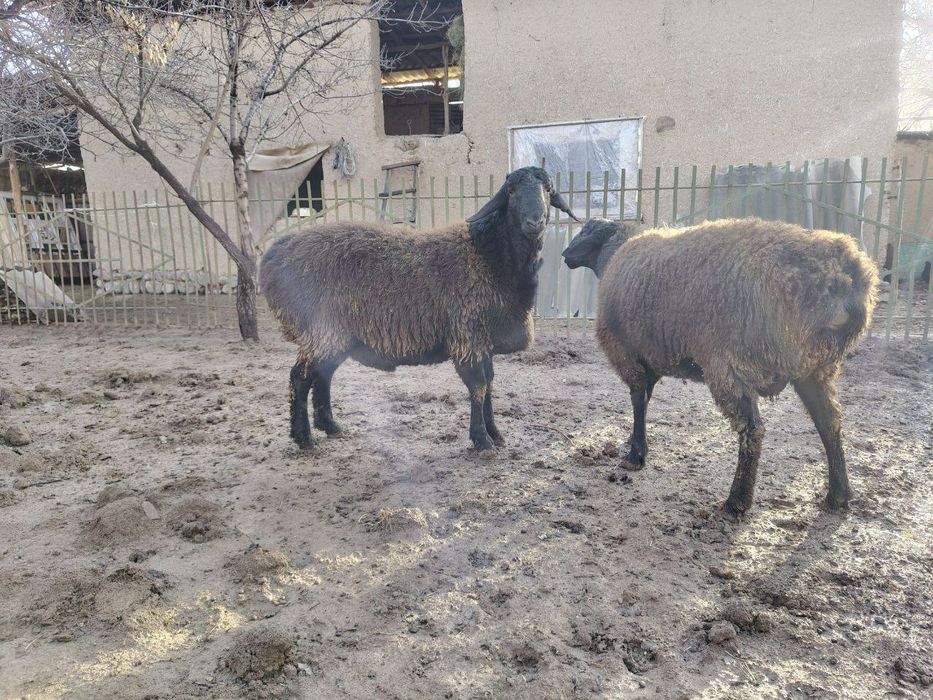 Qo'chqorlar, quchqorlar, qochqorlar sotiladi