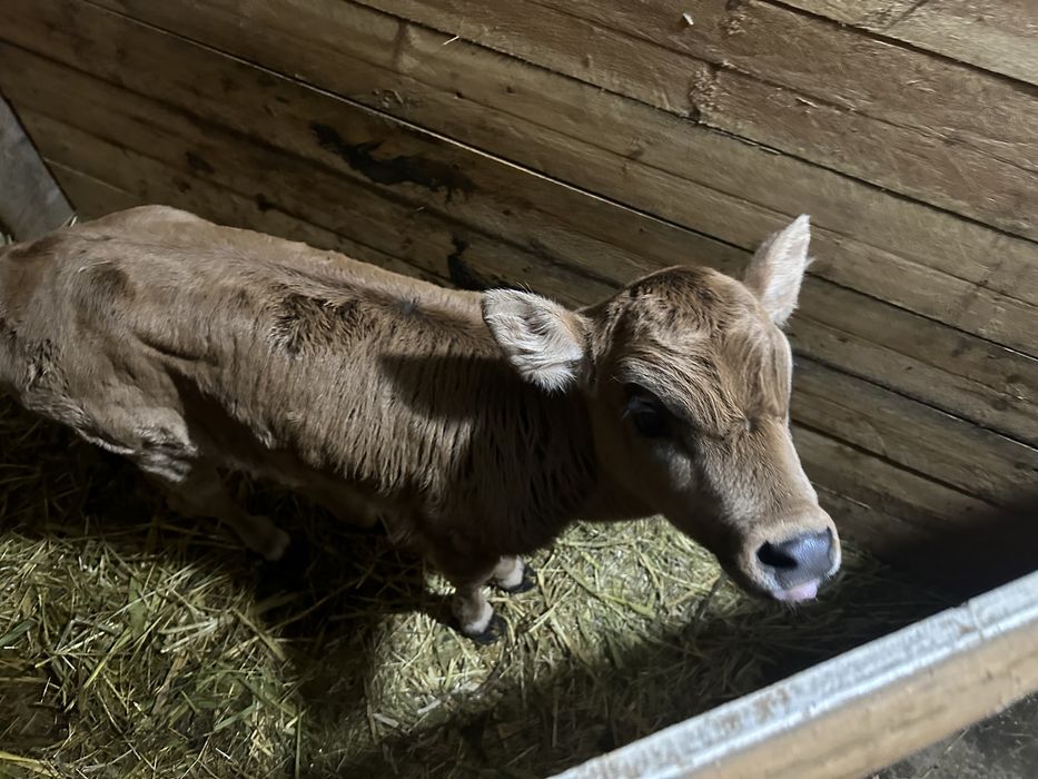 Коровы дойные телятва