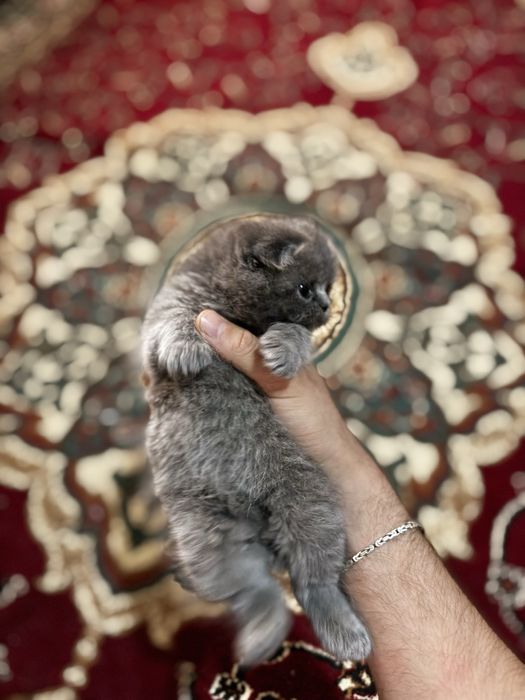 Scottish fold zoti toza erke
