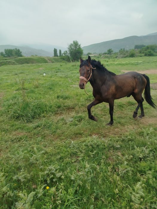 Жақсы айғыр сатылады
