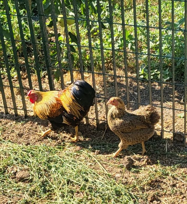 Găini wiandotte pitic