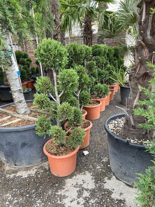Vindem diferite specii de plante ornamentale
