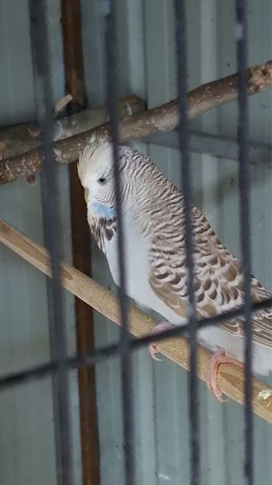 Pereche perusi standard!