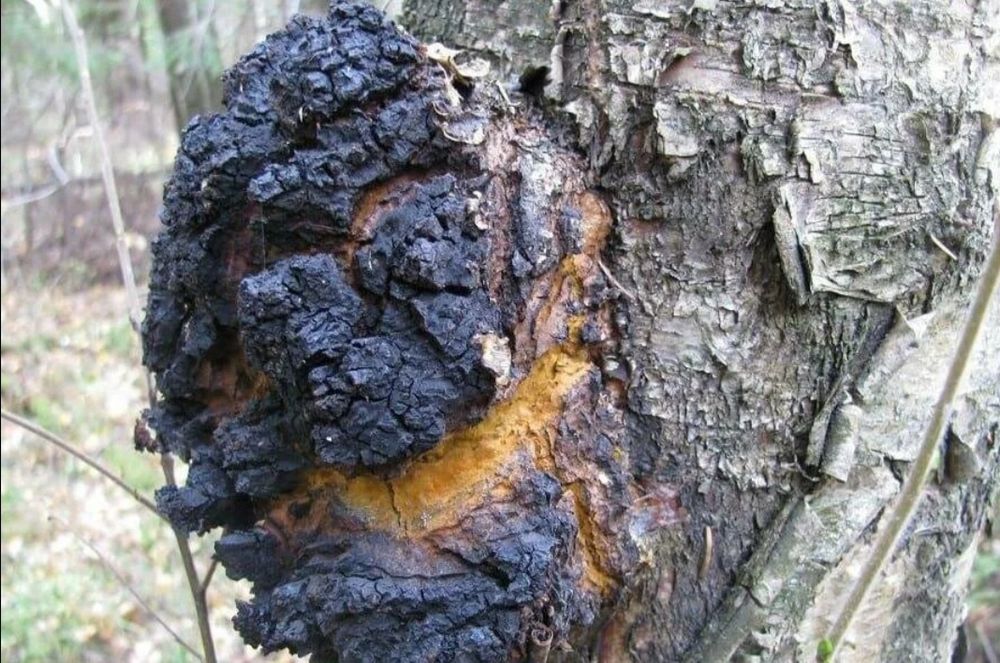 Продается Чага берёзовая