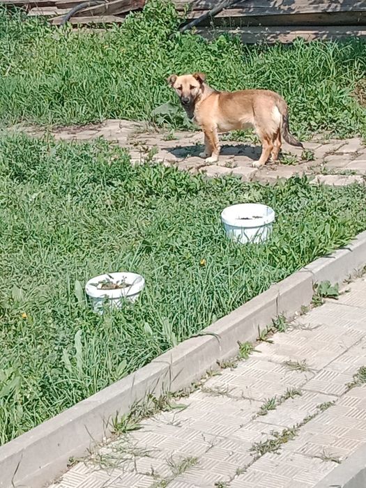 Срочно отдам. Мальчика .