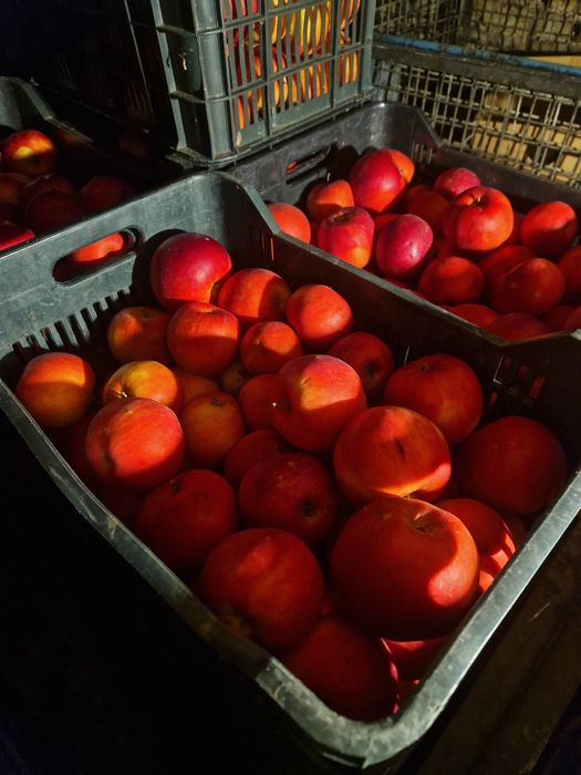 Vand  mere, Golden,  Florina,  Idared, Generos