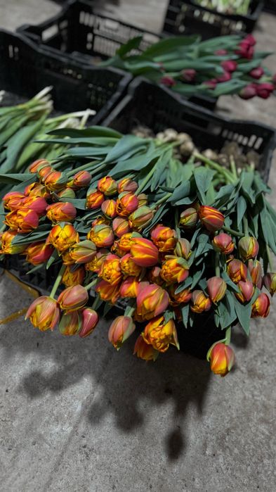 Тюльпан оптом премиум класса