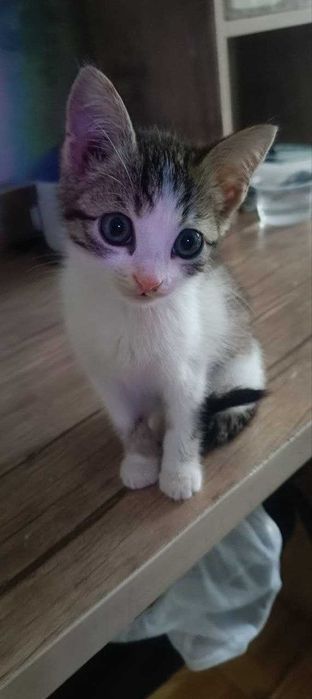 Отдам котёнка в добрые руки