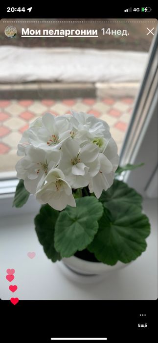 Пеларгония Бланка