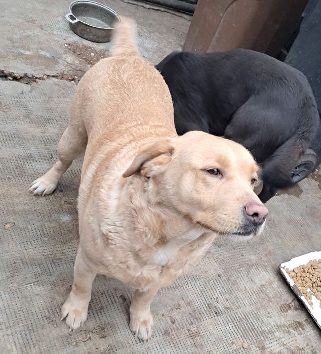 Donez Labrador Retriver Femela