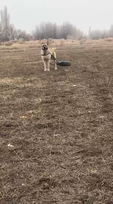 Алабай кангал сао