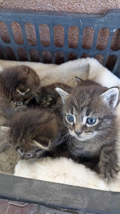 Котята в добрые руки