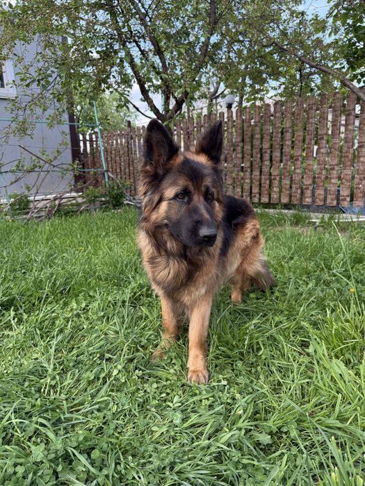 Продам щенят немецкой овчарки