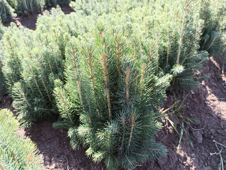 Голубая ель сенса бор 3 йиллик буйи 15-20см, родной коми билан,