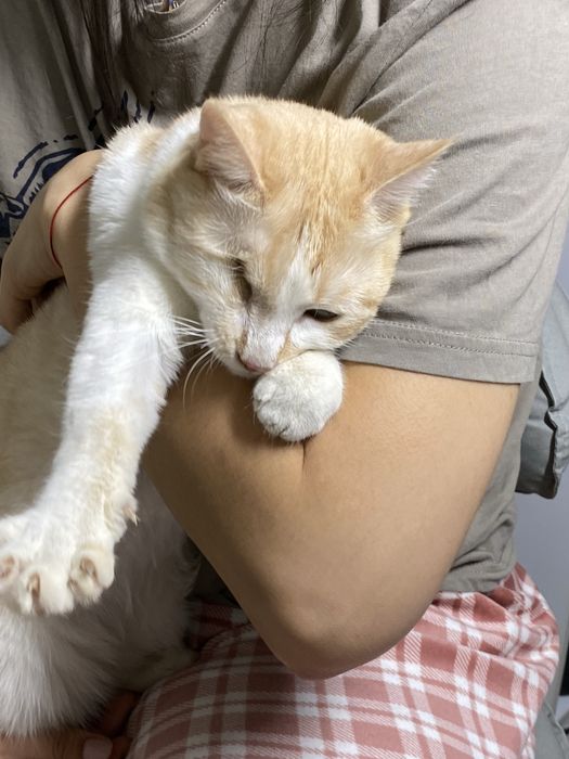 Отдам в добрые руки