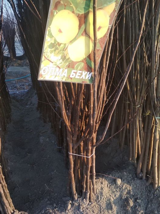 Мевали кучатлар бор. Mevali ko'chatlar sotiladi.