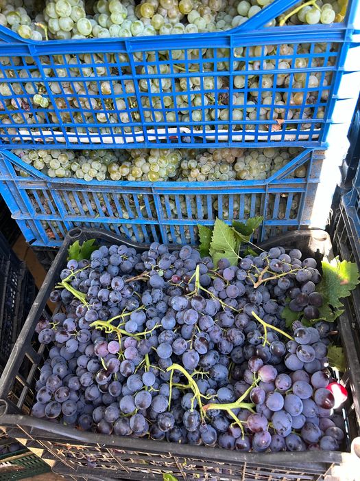 Must Ottonel, Hamburg