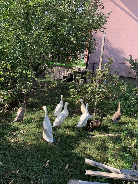 Pereche de rate alergatoare indiene mancatori de limacsi Zalau • OLX.ro