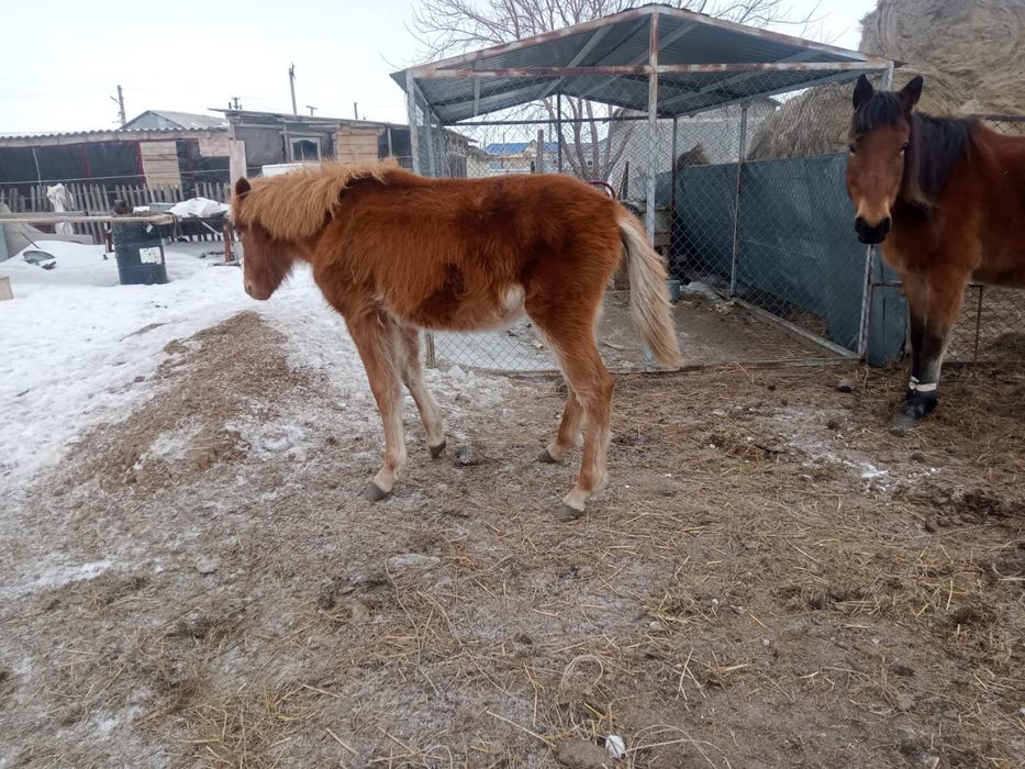 Жабағы сатылады урғашы
