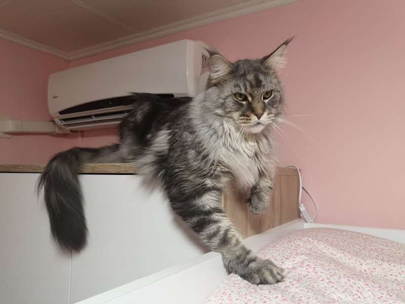 Коте порода Мейн Кун