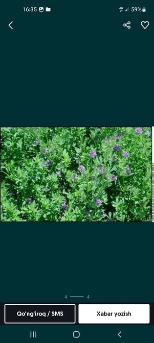 Beda yòrinja preslar sotladi kóm kòk