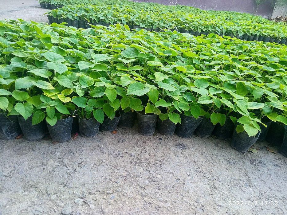 Павлония фте м1 95 01 .зет 07