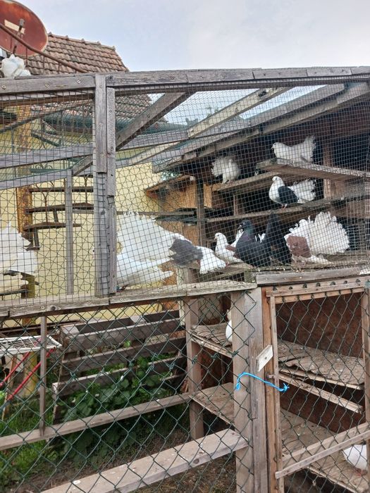 Porumbei pawa  frumoși