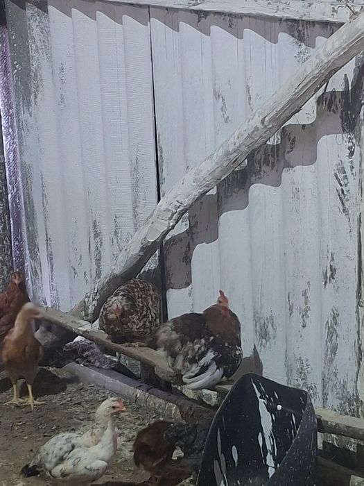 De vanzare gaini cochinchina si pitice
