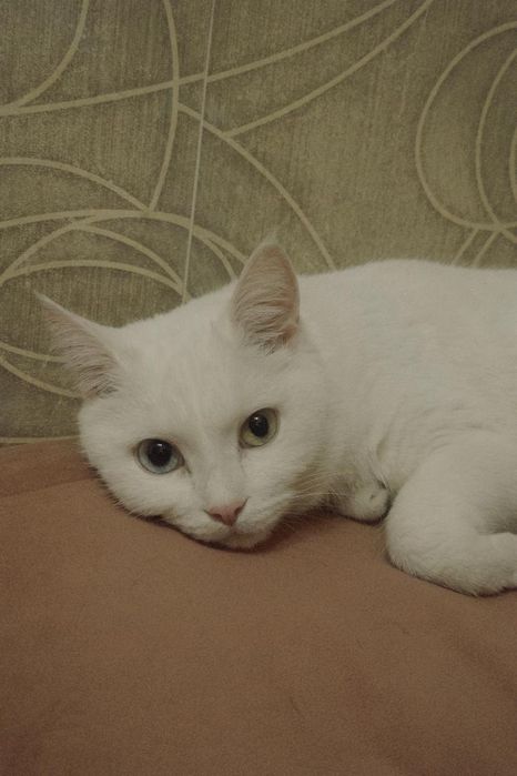Отдам кошку в хорошие руки