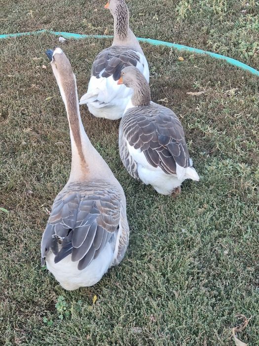 Gaste la schimb cu alte pasari